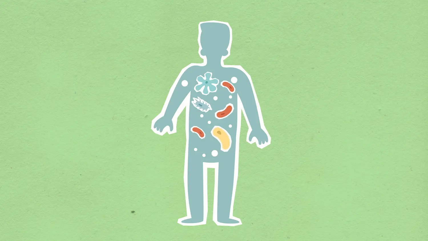 Illustration du fonctionnement de l’organisme et de la digestion des nutriments