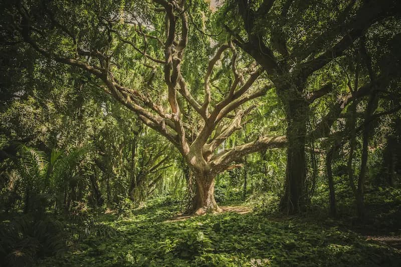 Arbre ancien dans une forêt luxuriante