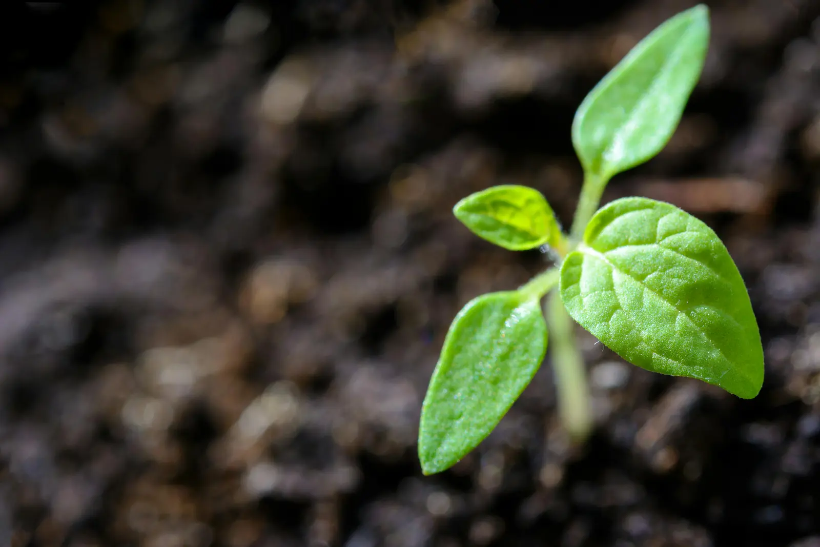 Jeune plante illustrant l’engagement environnemental de BeWellSports